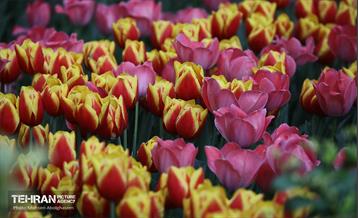 به وقت اردیبهشت؛ باغ ایرانی 14