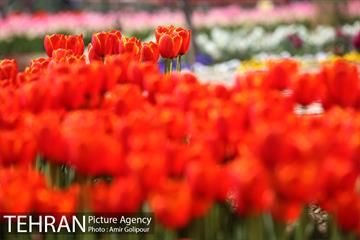 باغ گل لاله های ایرانی در بوستان آبشار تهران‎ 14