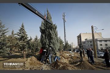 جابجایی اصولی 106 اصله درخت در منطقه 5 شهرداری 22