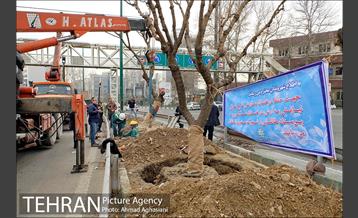 تلاش ویژه شهرداری برای نجات زندگی حدود یکصد درخت اتوبان نیایش 23