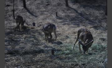 پارک پردیسان 4