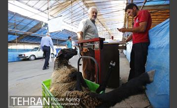 بازدید سعید راد از مراکز عرضه دام  29