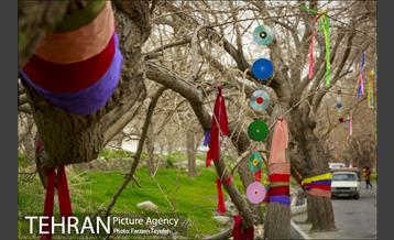 آرایش درختان کهنسال توت در محله کن 18