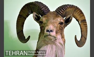 موزه حیات وحش هفت چنار 7