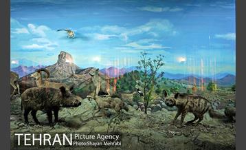 موزه حیات وحش هفت چنار 34