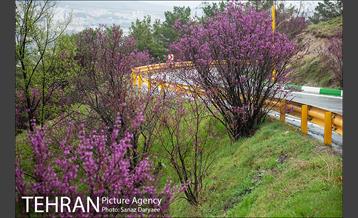 طبیعت بهاری پارک جنگلی لویزان‎  5