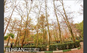 سمفونی برگ های پاییزی 4