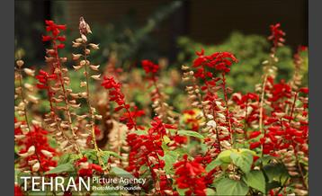 بوستان اندیشه(شهید منفرد نیاکی) 18