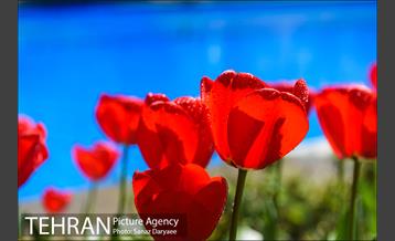 رویش لاله ها در پارک شهر 11