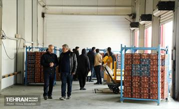 توزیع میوه شب عید قیمت تنظیم بازار در میادین و بازارهای میوه و تره‌بار 17