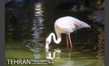 موزه طبیعت و حیات وحش دارآباد 36