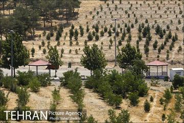 بوستان جنگلی یاس فاطمی 7
