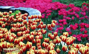 لاله‌ها میهمان باغ ایرانی 39