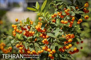 تنفس طبیعت زیبای منطقه ۷ در روزهای حضور کمرنگ شهروندان 14