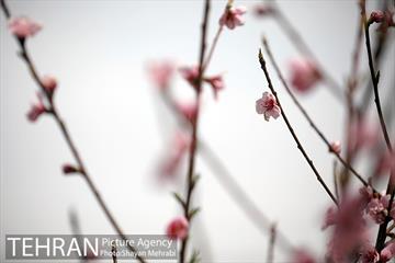 بهار در تهران 21