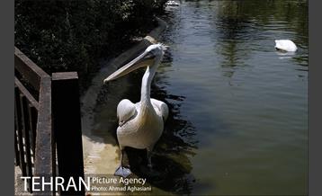 باغ پرندگان تهران 13