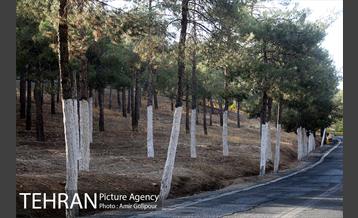 بازدید رئیس شورای شهر تهران از بوستان جنگلی چیتگر 19