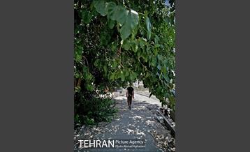 توتستان های طرشت، طعم شیرین طهران قدیم 9