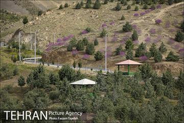 روز طبیعت در بوستان هاى منطقه ٥