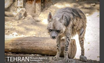 زندگی در قفس 15