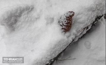 روایت مه‌و‌برف در بوستان سنگی تهران  26