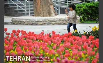 رویش گل لاله در پارک شهر 26