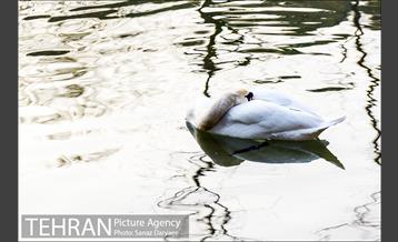 باغ پرندگان 14