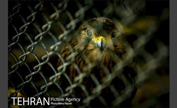 زندگی در قفس 11