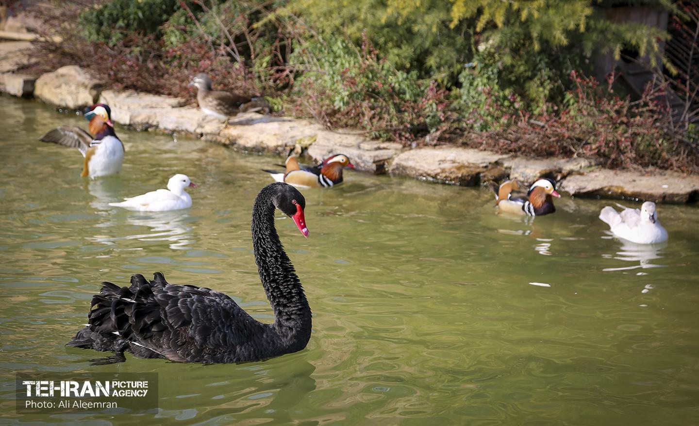 باغ پرندگان تهران 4