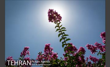 گل های توری 7