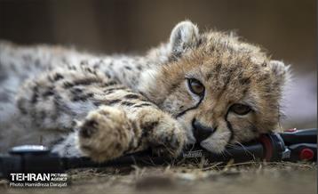 پیروز؛ پسر ایران 35