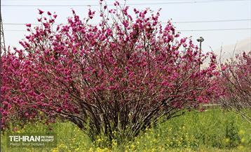 بهار ارغوانی 23