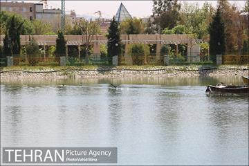 حضور پرندگان مهاجر در تهران 18