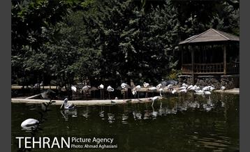 باغ پرندگان تهران 24
