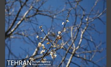 بهار در تهران 1