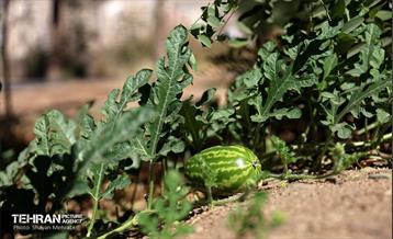 بازدید اصحاب رسانه از روند انجام عملیات احیای چیتگر 42