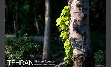 بوستان باغ ایرانی 17
