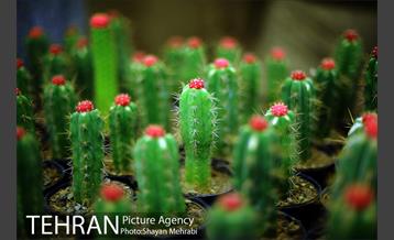 هشتمین نمایشگاه گل و گیاه تهران 24