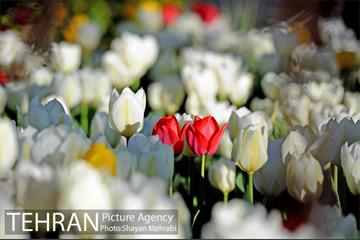 رویش گل های لاله در باغ ایرانی 35