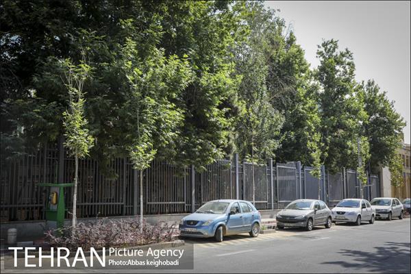 پارک خودرو‌ بین درختان چنار 4