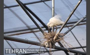 باغ پرندگان تهران 22