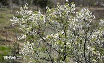 و اینک بهار 13