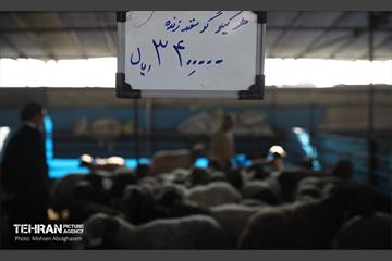 بازدید از مرکز عرضه بهداشتی دام ویژه عید قربان 55
