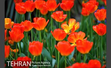 رویش گل های لاله در بوستان ملت 10