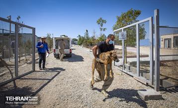 مهربانی با سگ های بدون صاحب 11