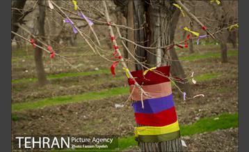 آرایش درختان کهنسال توت در محله کن 12