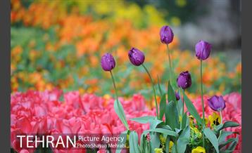 باغ ایراتی (بوستان مهندس مختاری) 13