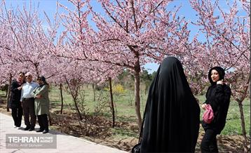 شکوفه‌های بهاری در بوستان سمن‌ها 20