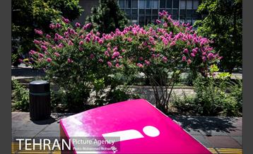 گل های توری 1