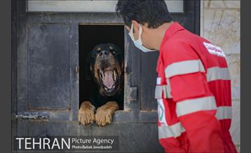 سگ های آنست 19